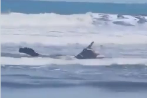 VIDEO: Cocodrilo fue captado nadando en la playa Valdivia, Santa Elena