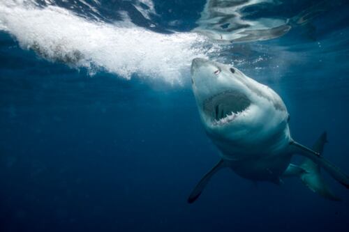 Hombre sobrevivió al ‘ataque de tiburón más severo’ después de que el traje de neopreno ‘evitó que los órganos se derramaran’