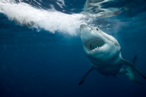 Hombre sobrevivió al ‘ataque de tiburón más severo’ después de que el traje de neopreno ‘evitó que los órganos se derramaran’