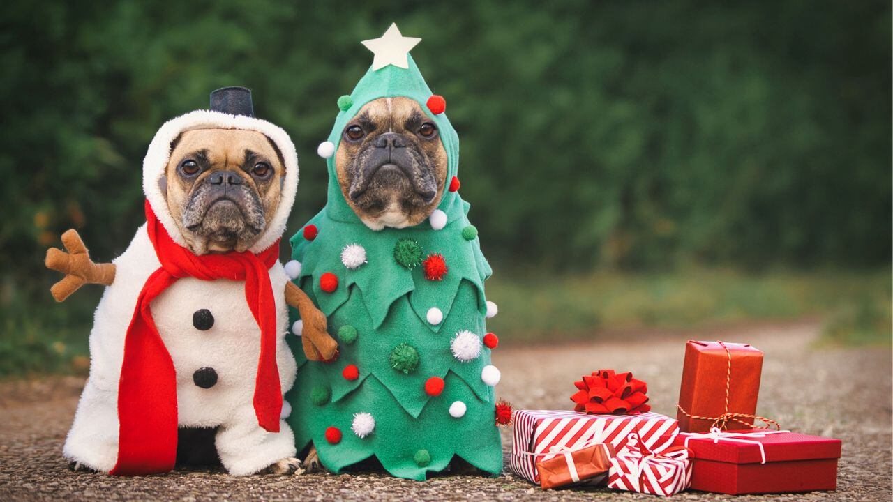 Los mejores disfraces para tu mascota en esta Navidad
