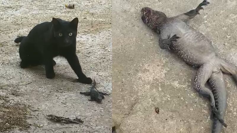 Perros y gatos atacando iguanas marinas en isla Isabela