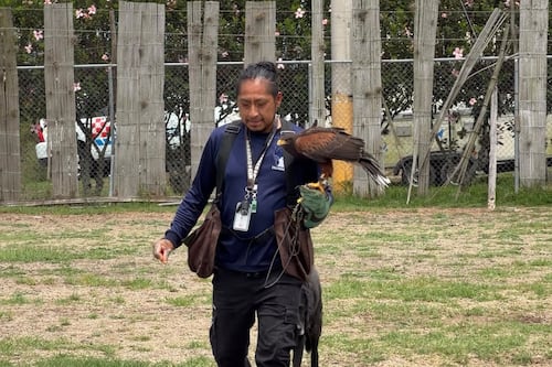 Los centinelas del cielo de Quito: así trabajan las aves rapaces que protegen los vuelos y la fauna del aeropuerto