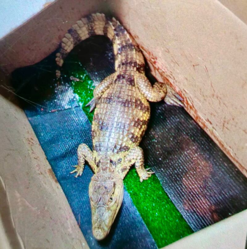 Animales silvestres en cautiverio en Quito