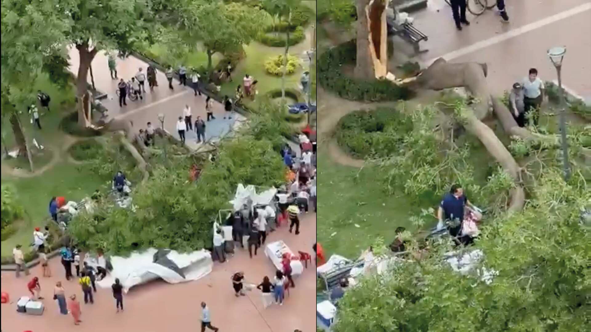 Árbol caído en Machala