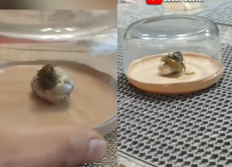 Misterioso “Venom” causa revuelo en Panamá