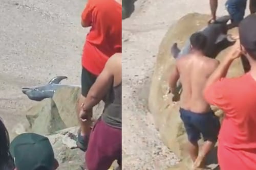 Indignación en Crucita: abren el vientre de un delfín y el Ministerio de Ambiente anuncia investigación