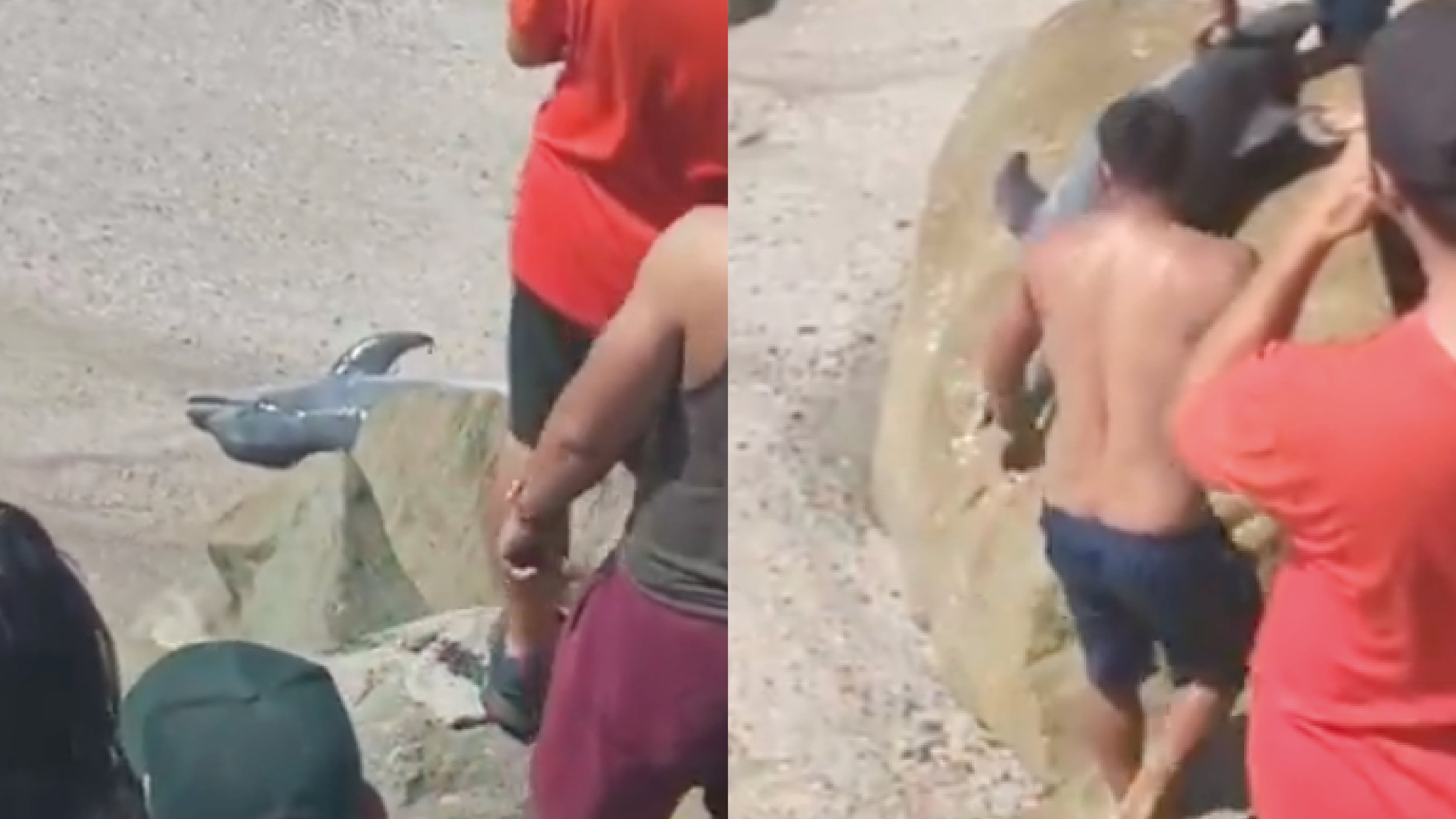 Ministerio de Ambiente condena la crueldad contra un delfín en Crucita, Manabí.