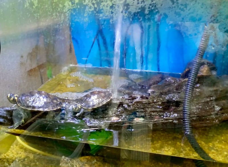 Tortugas en cautiverio por un hombre en Quito