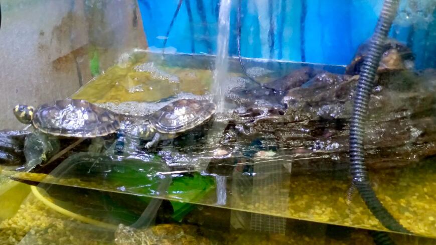 Tortugas en cautiverio por un hombre en Quito