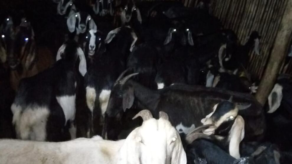 Ciudadano tenía un criadero con 100 chivas en hacinamiento en Quito