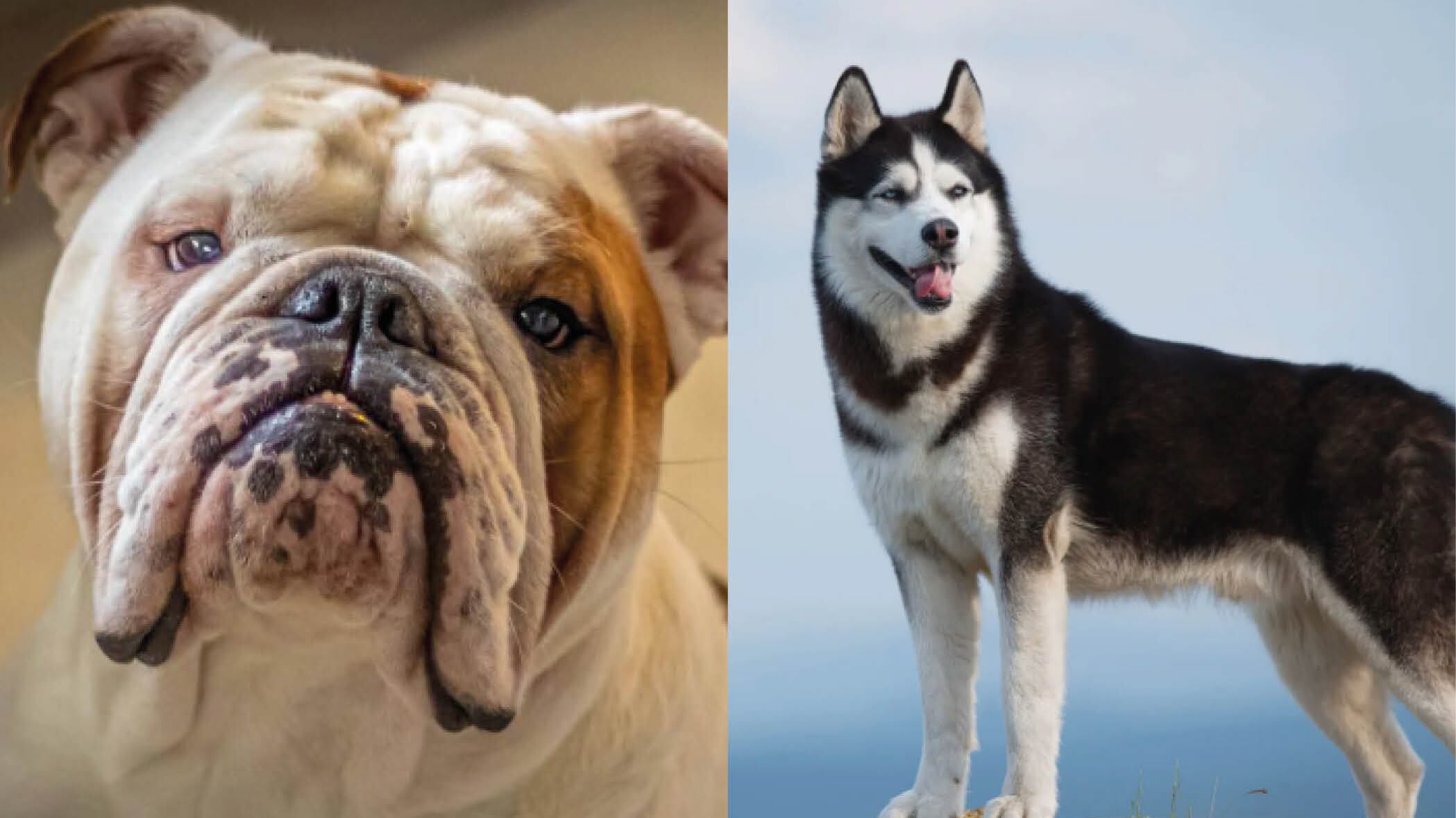 Estas son las razas de perros que los veterinarios recomiendan no tener en casa