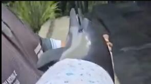 Delfín bebé en Manabí