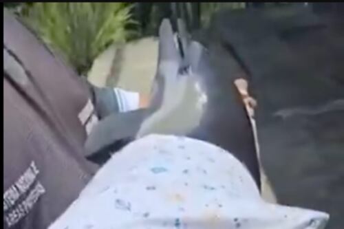 Indignación por muerte de delfín bebé en playa de Puerto López ; varios bañistas lo manipularon