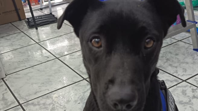 La historia de Telesa, una perrita en busca de ayuda que fue rescatada y hoy es can K9 de la Policía. Foto: Cortesía