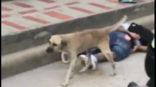 VIDEO: perrito orinó a ladrón que fue detenido por robarse un celular