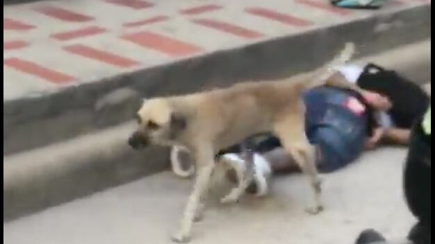 VIDEO: perrito orinó a ladrón que fue detenido por robarse un celular