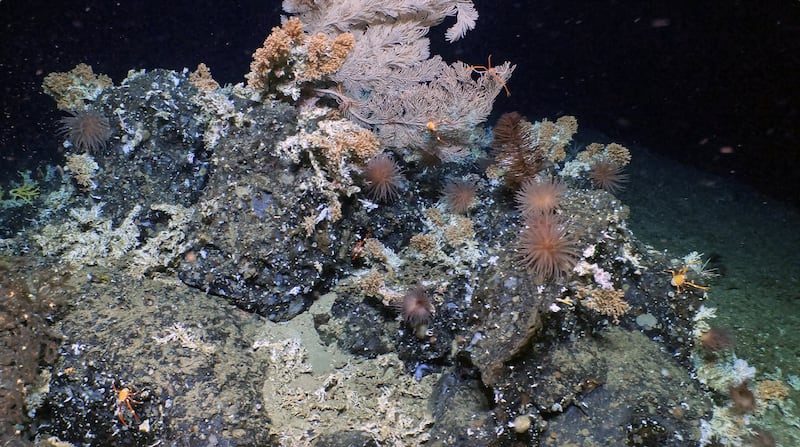 Foto de la Fundación Charles Darwin de un inmenso, antiguo y prístino arrecife de coral en las profundidades de la reserva marina de las Islas Galápagos
