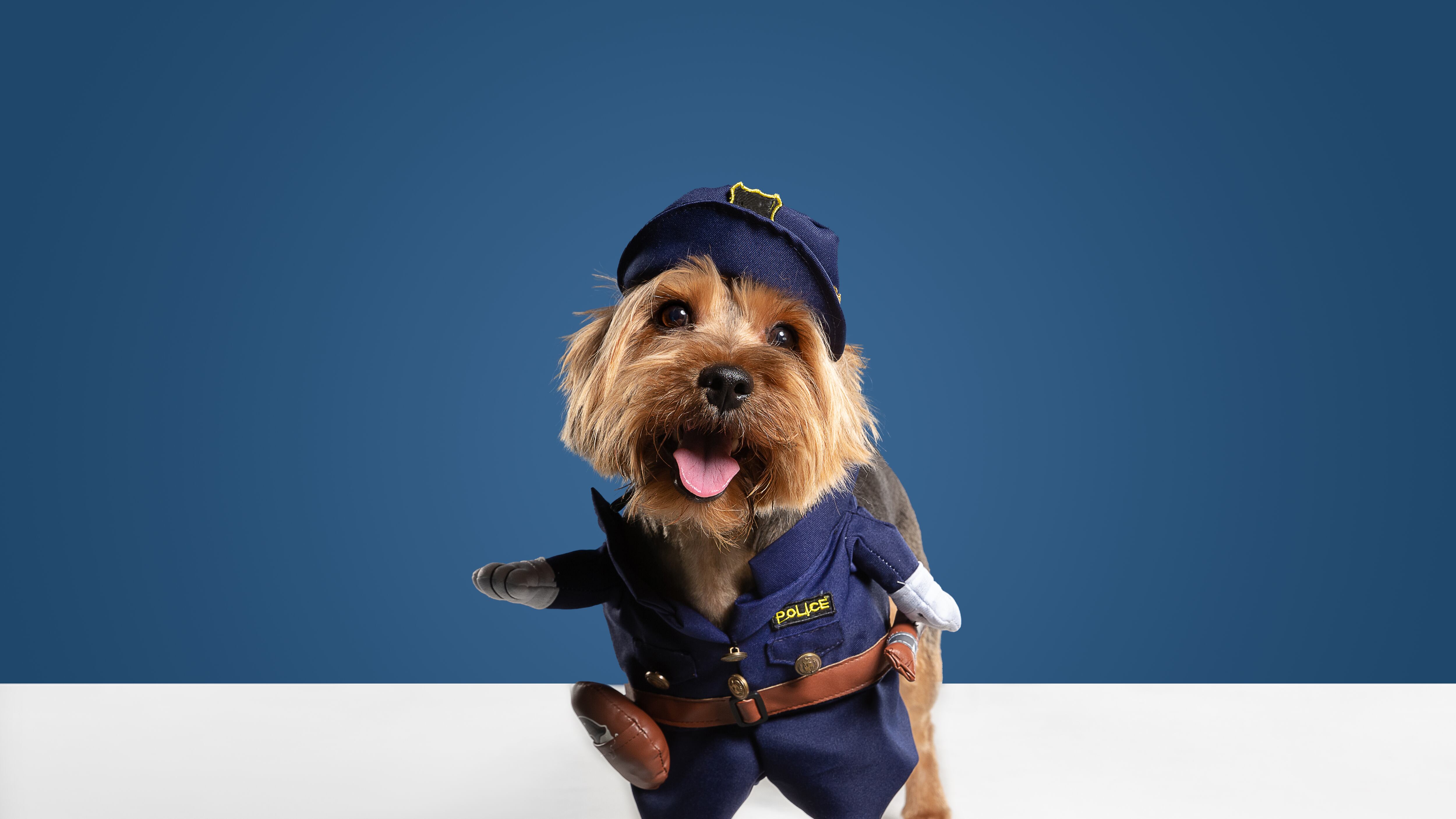 Foto de estudio de perro yorkshire terrier aislado sobre fondo blanco de estudio