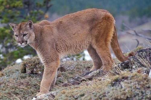 VIDEO: Mujer se enfrenta a un puma para salvar de su cabra