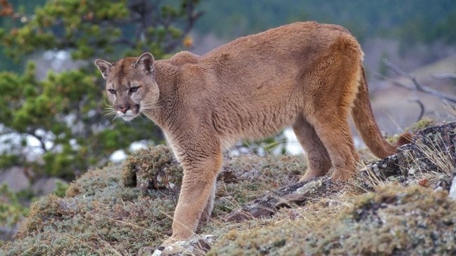 Puma