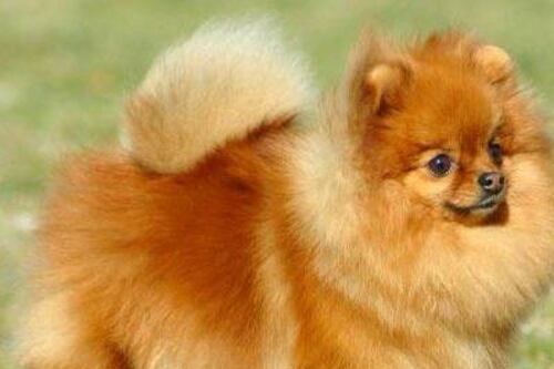 Funcionaria de aduana fue destituida por quedarse con un perro Pomerania retenido a pareja extranjera
