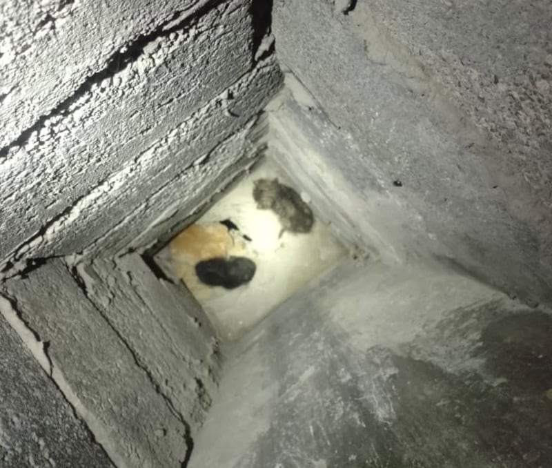 Así fue el rescate de cuatro gatitos atrapados en una chimenea en Pifo - @BomberosQuito