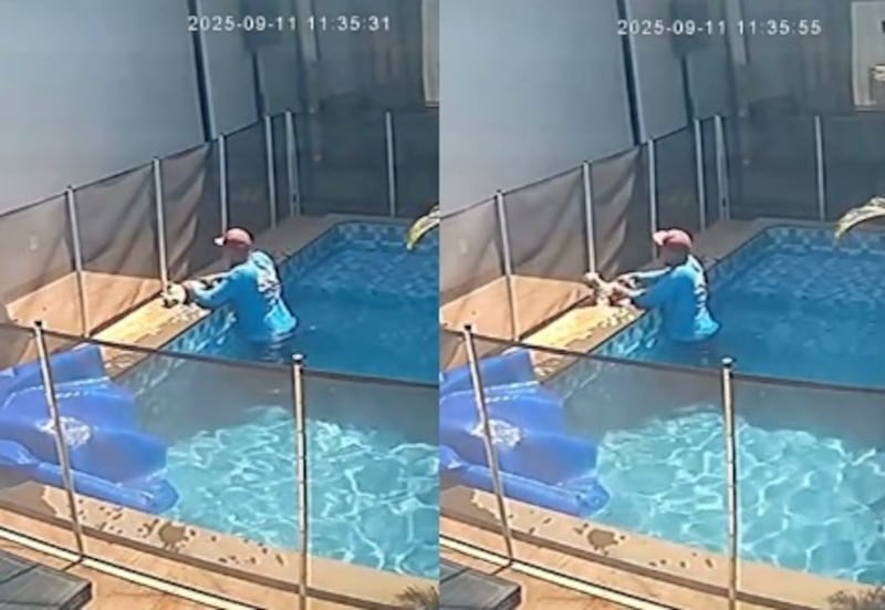 Hombre salva a perro ciego que se estaba ahogando en una piscina en Brasil
