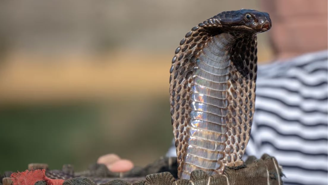 Un turista falleció tras ser mordido por una cobra venenosa durante un espectáculo de encantamiento de serpientes en un hotel (Imagen: Getty Images).