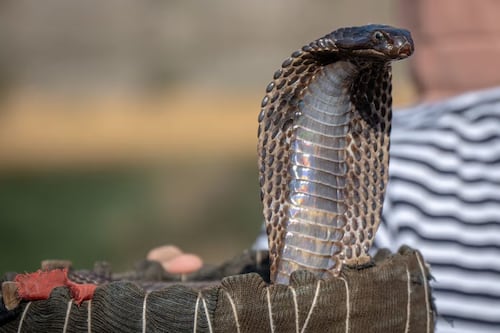 Horror en complejo turístico: turista fallece luego de que una cobra venenosa se le metiera en los pantalones