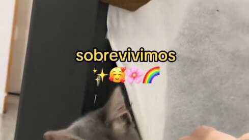 Gata que se quedó encerrada