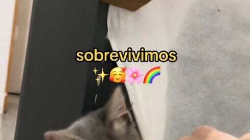 Gata que se quedó encerrada