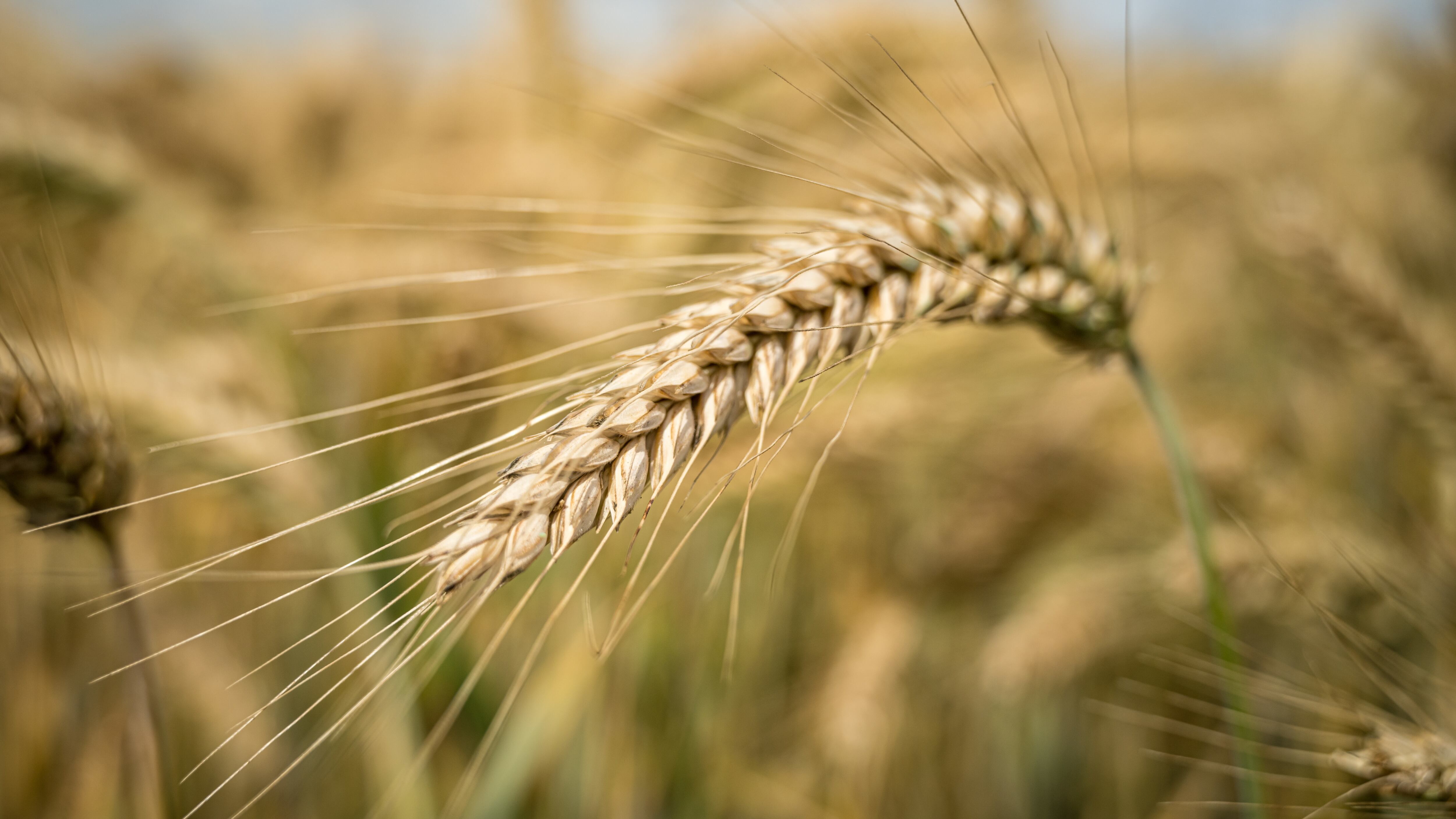 de un compromiso con la salud del suelo y el bienestar de las generaciones futuras, y tiene que ver con técnicas que reconstruyen la materia orgánica y la biodiversidad del suelo, contrarrestando de esa forma los impactos del cambio climático. Foto: Freepik.