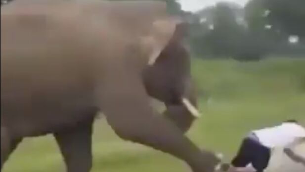 ¡Imprudencia! Turista es aplastado tras tratar de tomarse una foto con un elefante - Fuente: Video de X