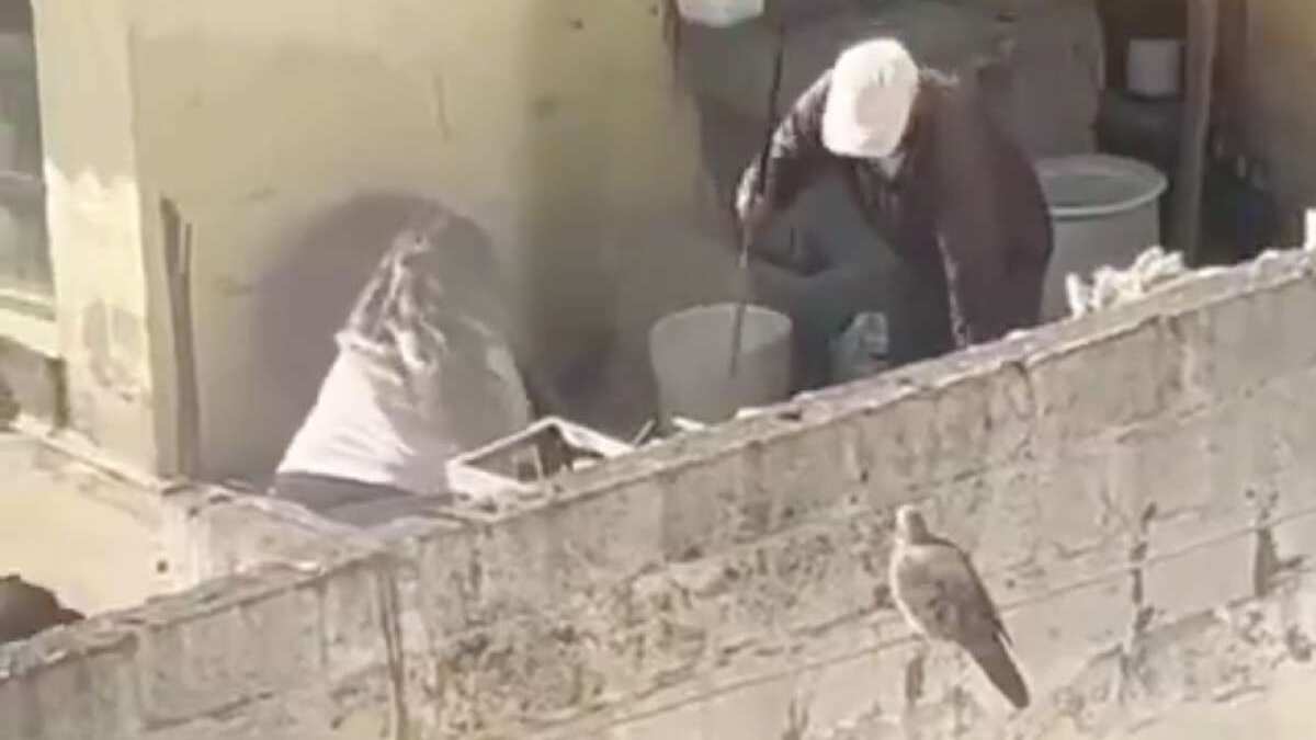 Video de maltrato a cinco perros en San Isidro del Inca