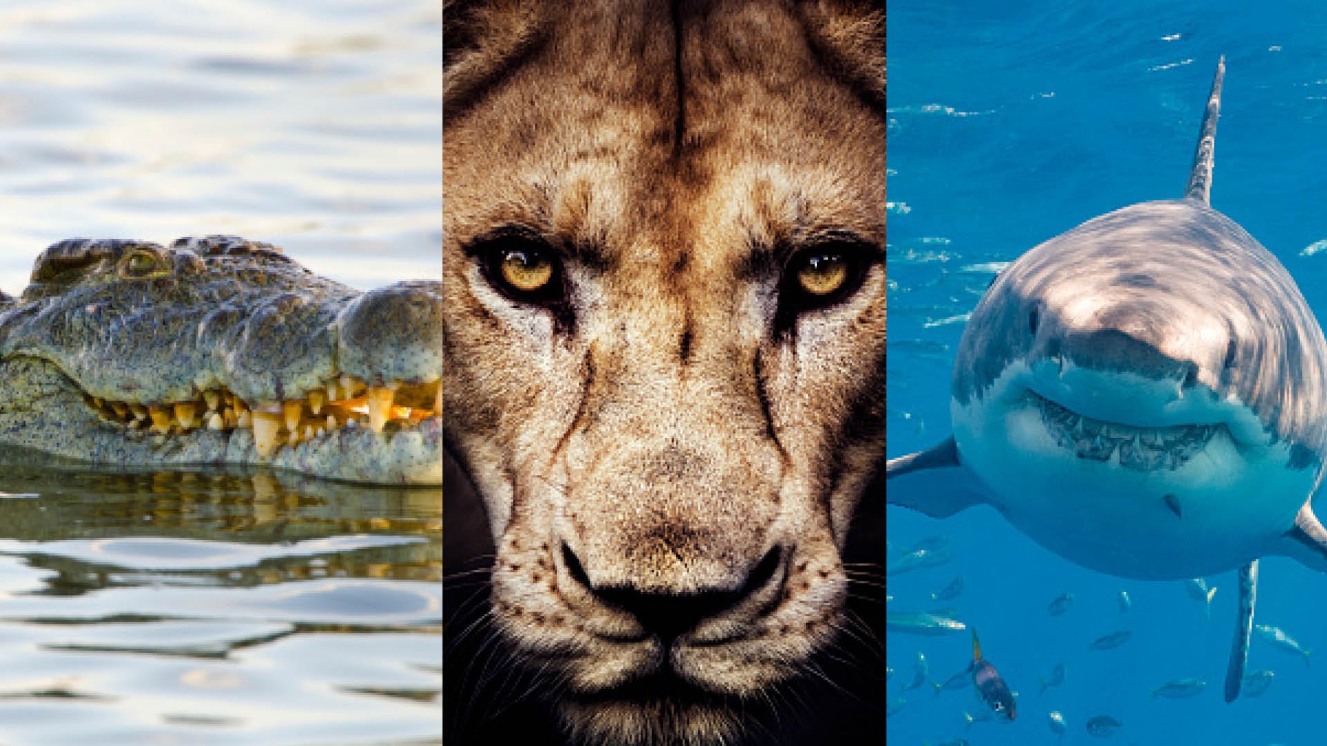 Animales que un hombre cree que puede derrotar.