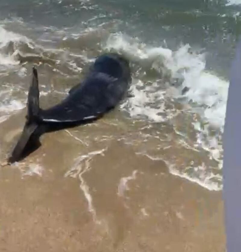 avistamiento de ballena varada en playa de Arecibo