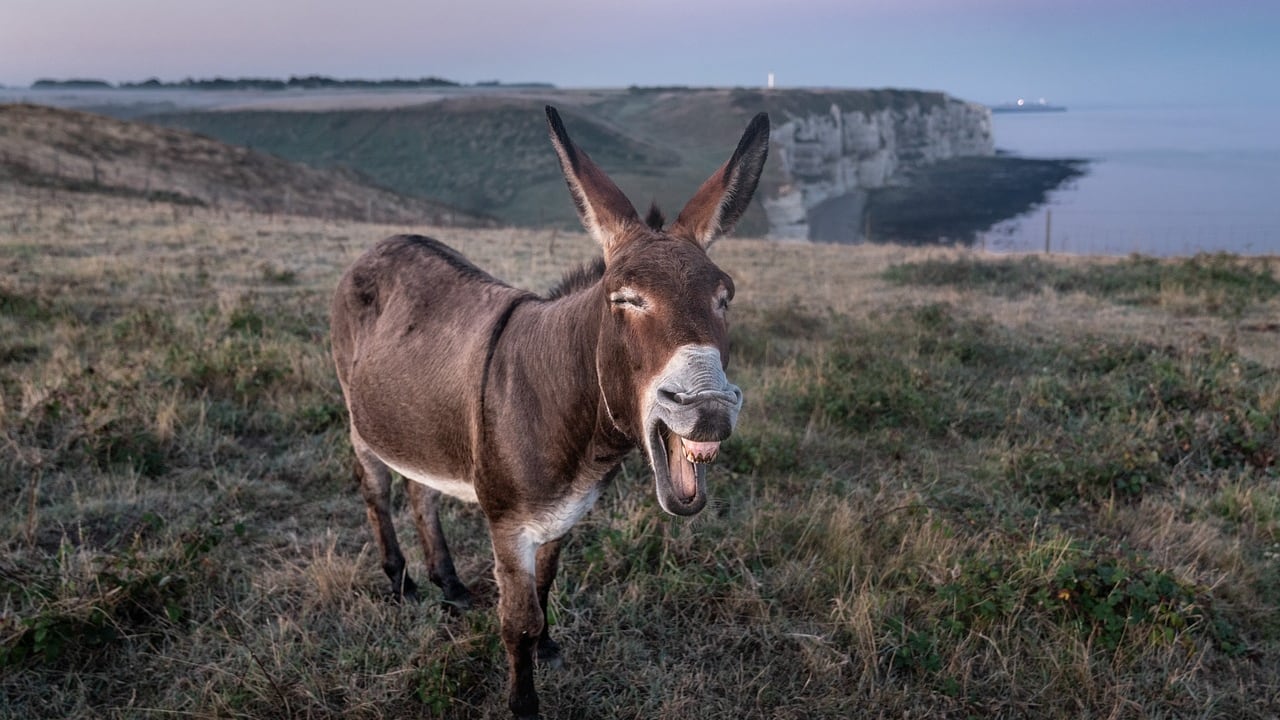 Burro
