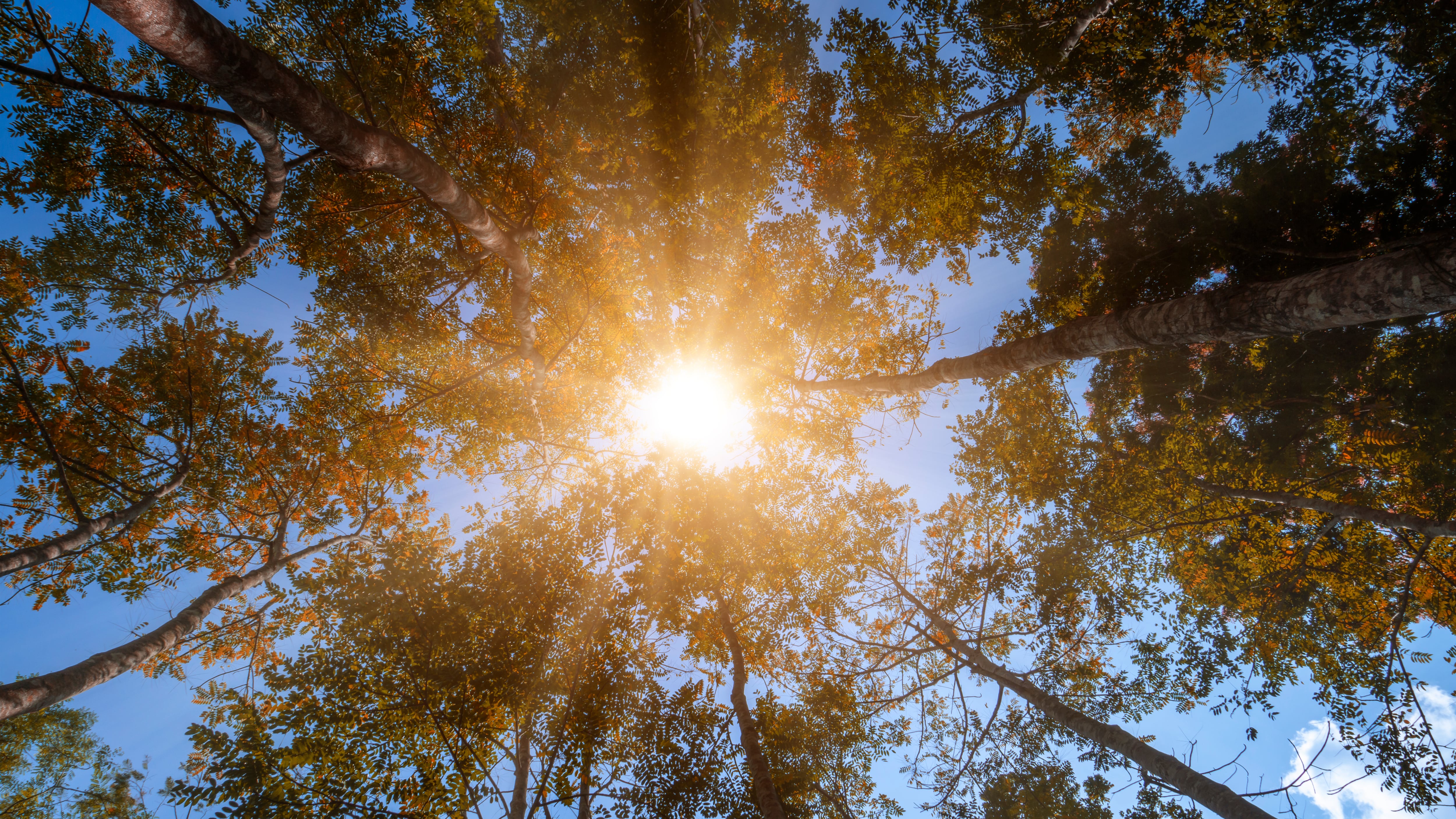Especialistas señalan que la escasa cobertura vegetal y el tipo de vegetación influyen en la sensación térmica en zonas urbanas.