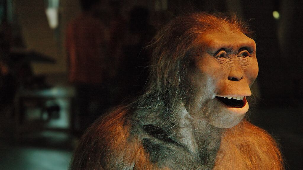 Australopithecus