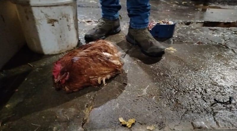 Clausura de dos “mataderos” de pollos