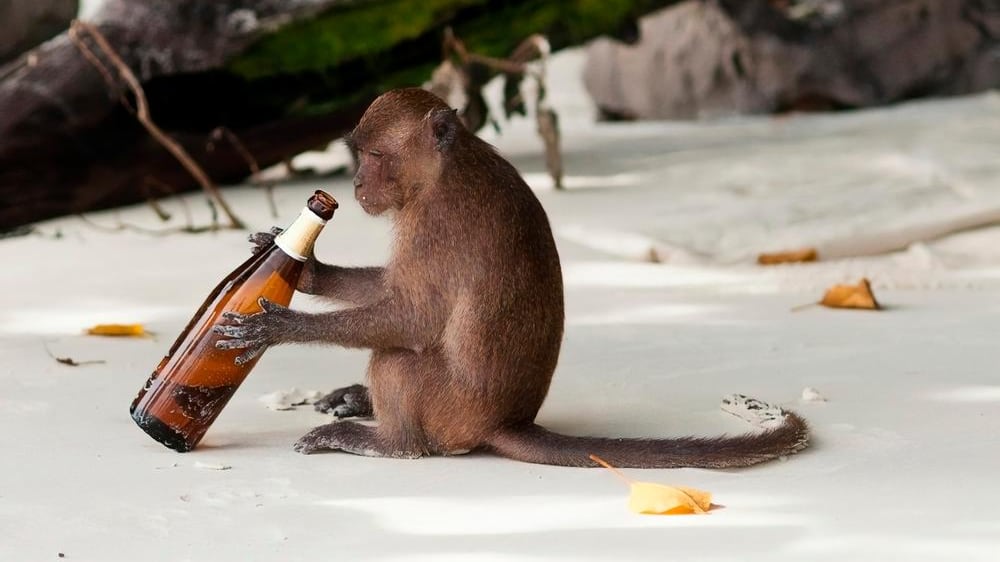 Mono 'alcohólico'