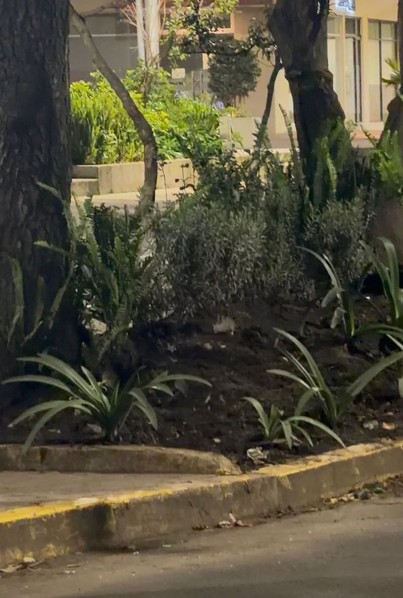 Infestación de ratas en la República del Salvador, Quito