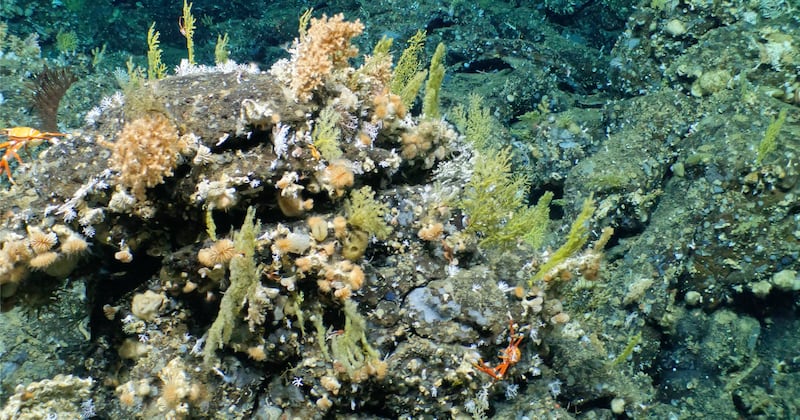 Nuevo arrecife de coral fue descubierto en las profundidades del archipiélago de Galápagos