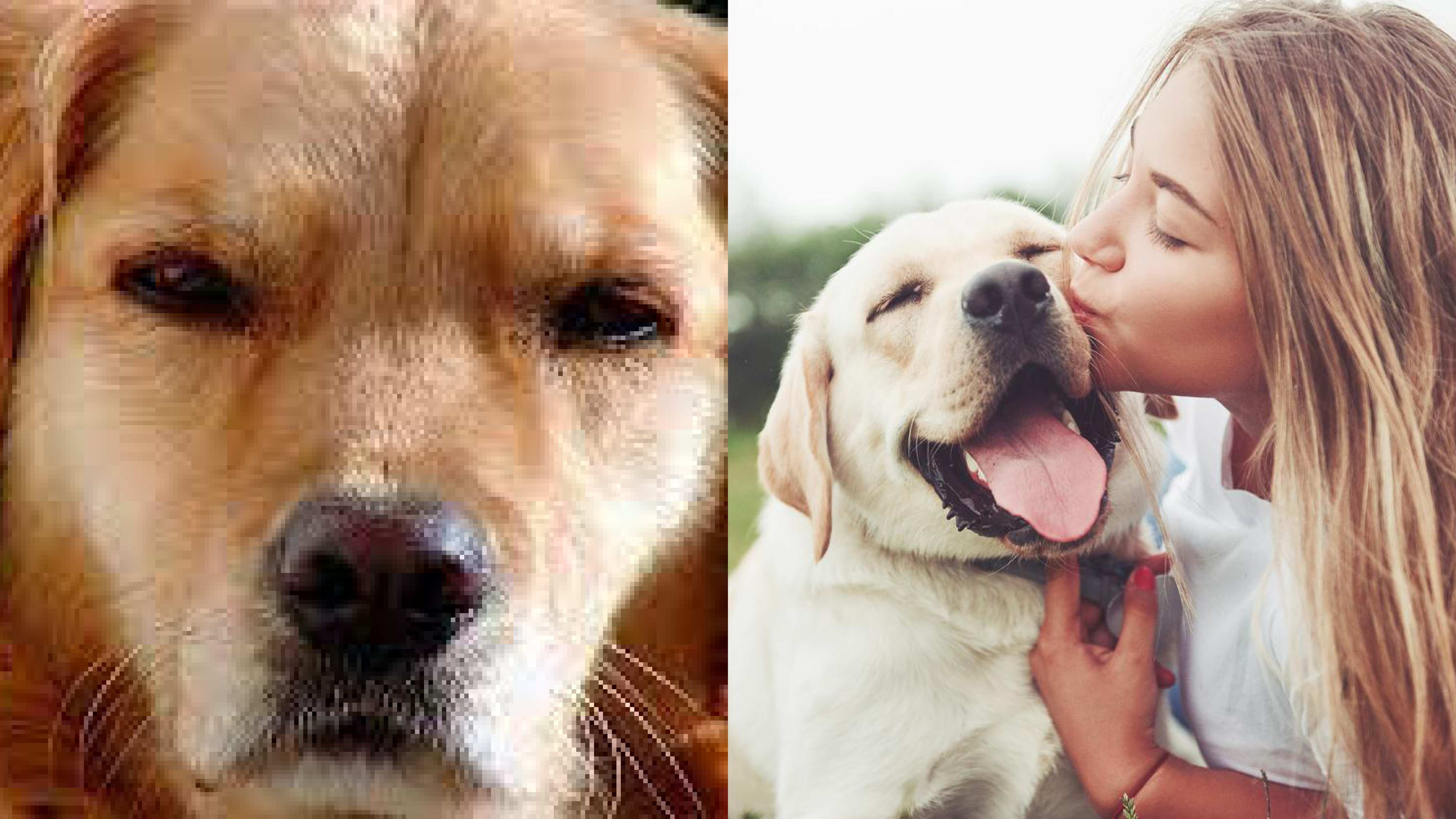 Los perros tienen la capacidad de detectar a las malas personas.