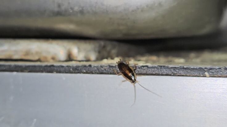 Restaurante de desayunos en Guayaquil fue clausurado por presencia de plagas