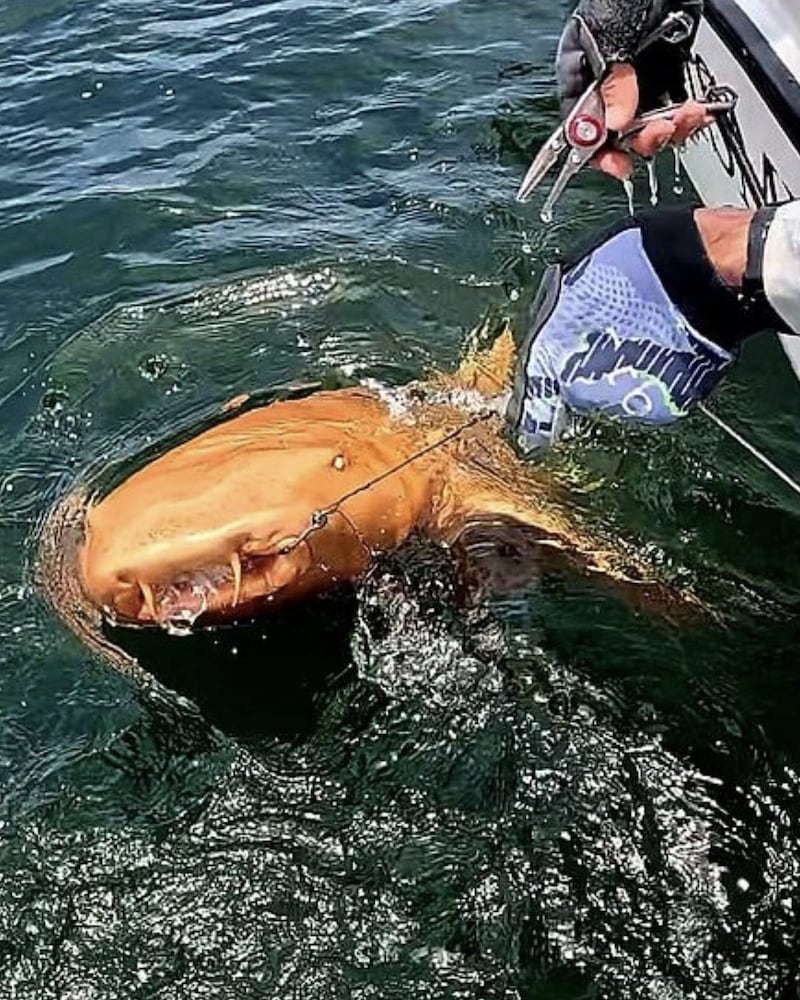 Tiburón naranja es capturado en Costa Rica.