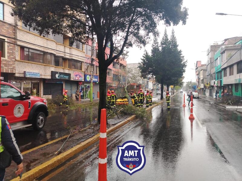 Árbol cayó sobre taxi en Carapungo