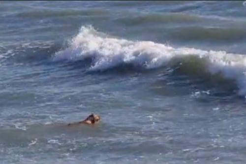 Video: Se jugó la vida y salvó a un perro que se ahogaba en el mar