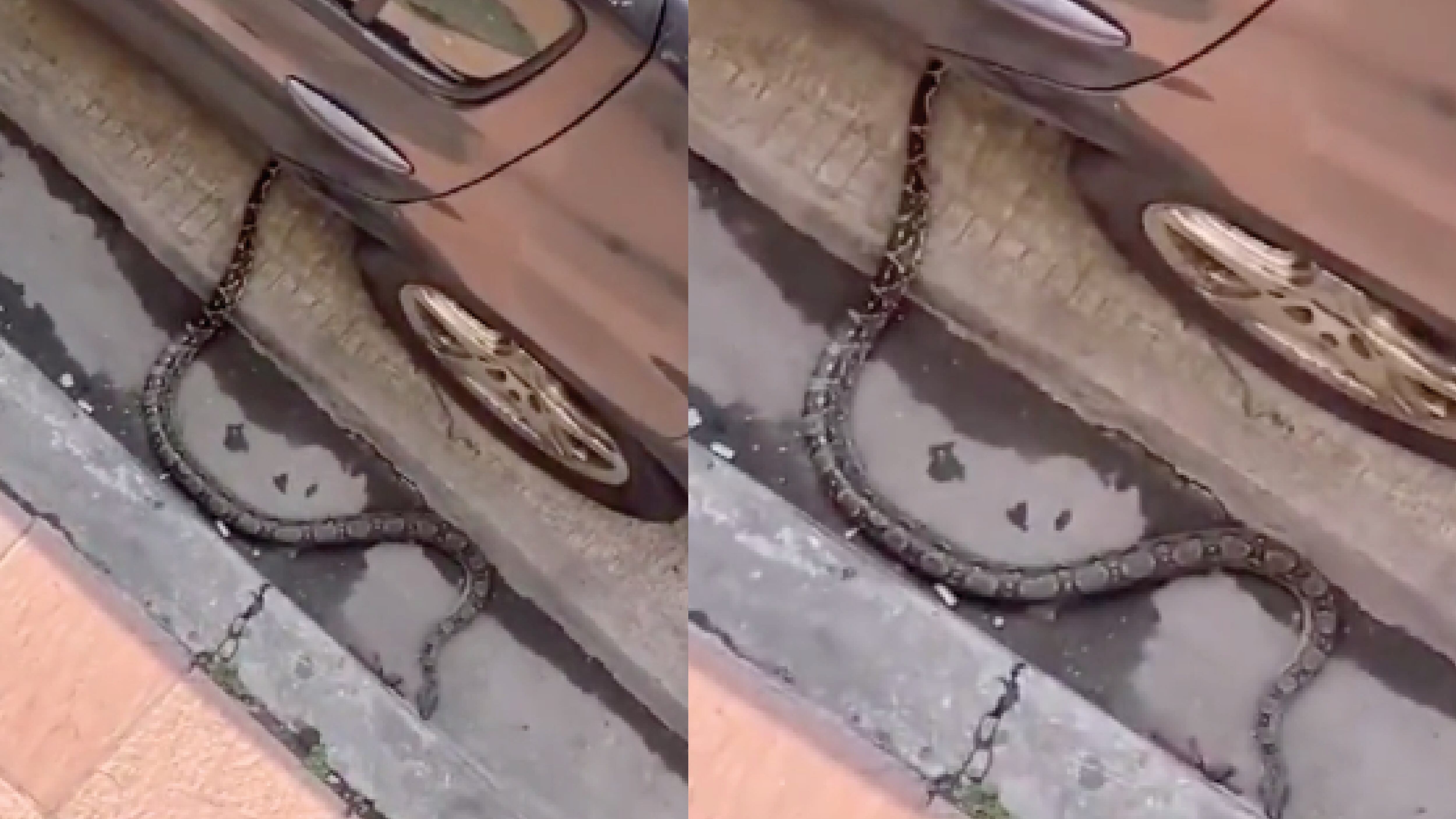 Hallan una serpiente en plena 9 de Octubre, Guayaquil