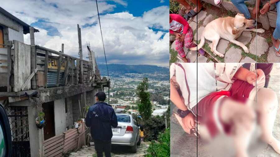 La multa que deberá pagar el dueño de un perro por ataque a niño en Tumbaco